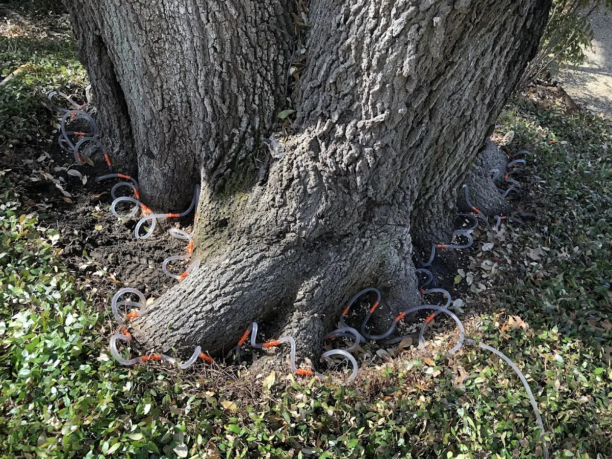 Detailed Tree Cabling and Bracing job site in Scipio Center