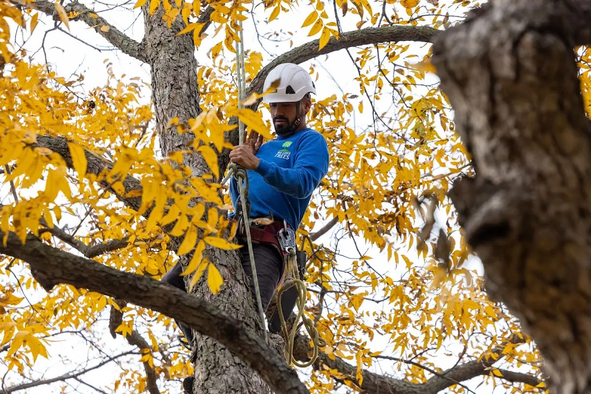 Skilled Tree Pruning crew working in Scipio Center